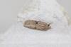 Agonopterix sp.
